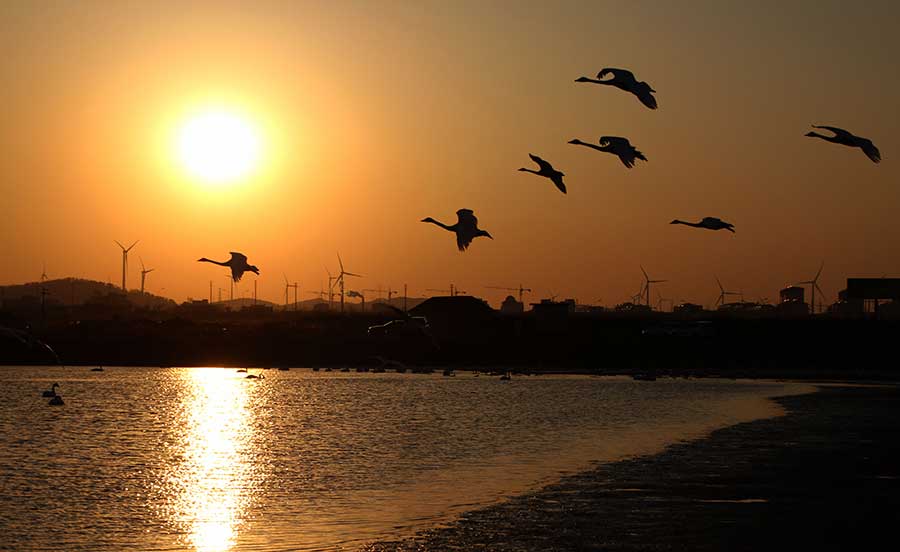 A serene scene on Swan Lake before spring migration begins