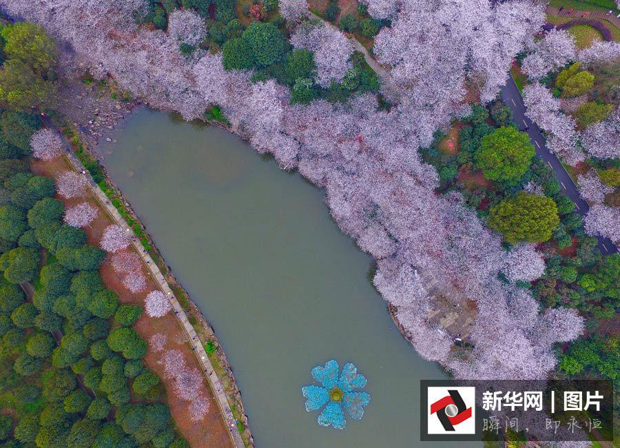 Aerial views of cherry blossoms in Hunan