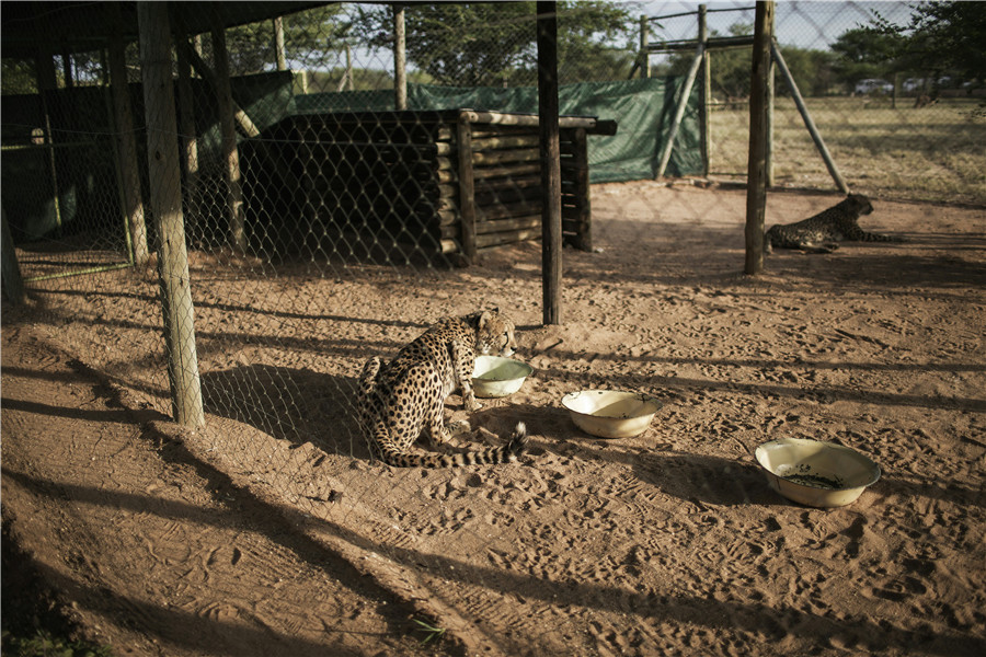 Push to save endangered cheetahs