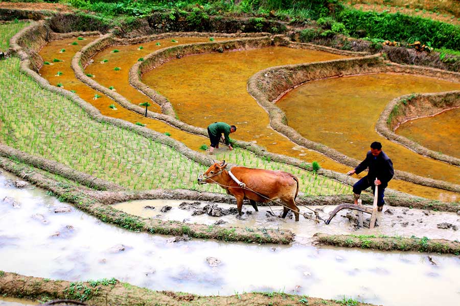 Terraced fields present pastoral beauty in Jiangxi