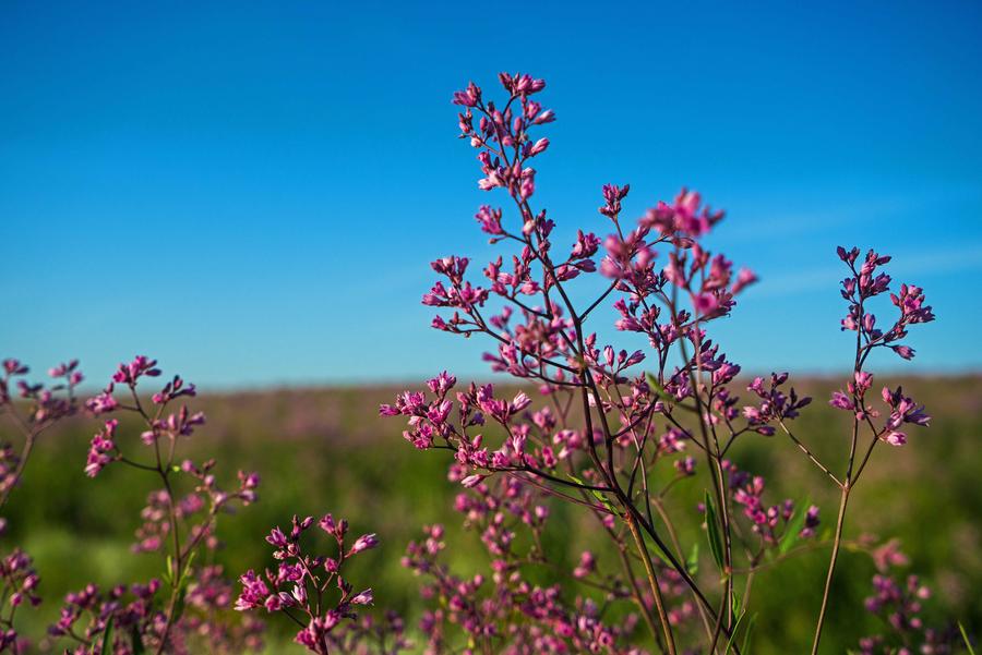 Flower industry turns Gobi wilderness into attractive landscape