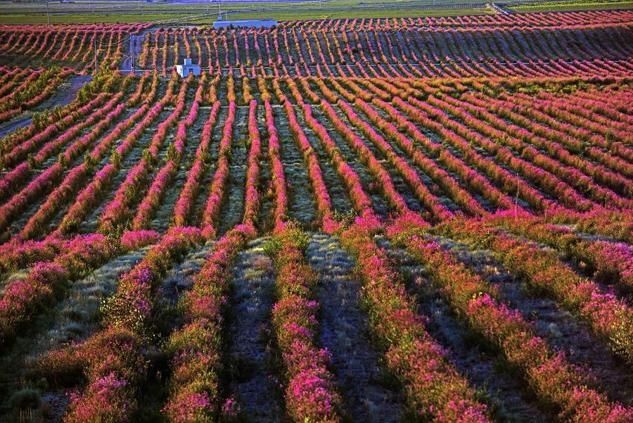 Flower industry turns Gobi wilderness into attractive landscape