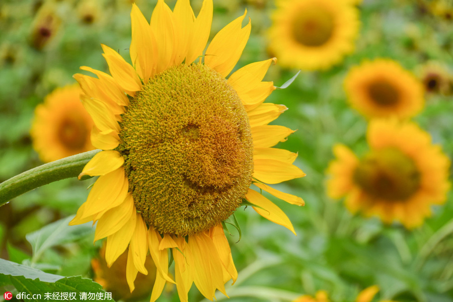 Painter, women and butterfly drawn to blooming sunflowers