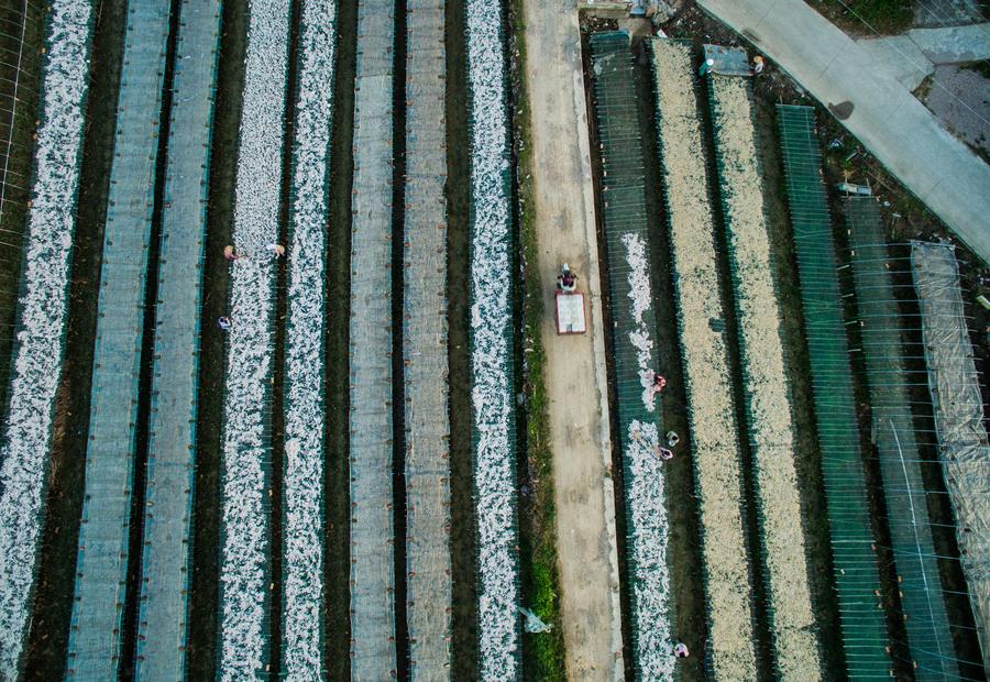 Villagers busy in drying fish in E China