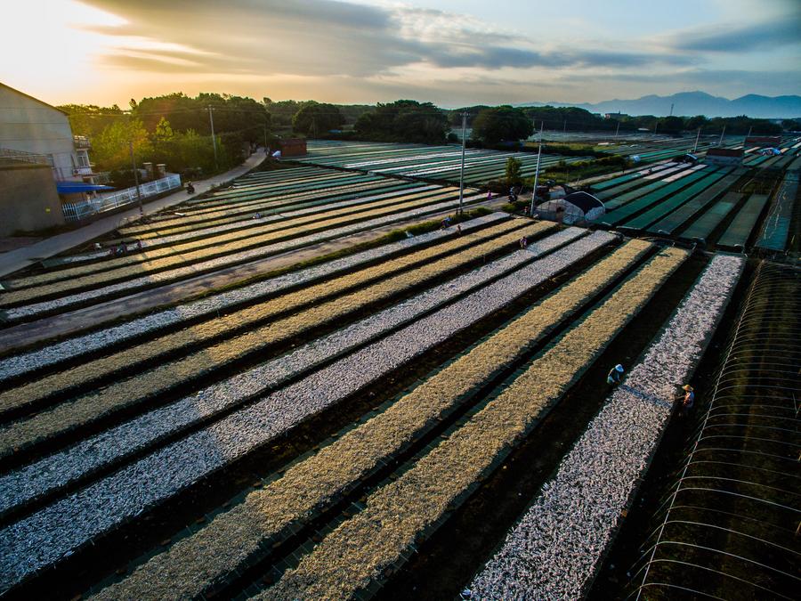 Villagers busy in drying fish in E China