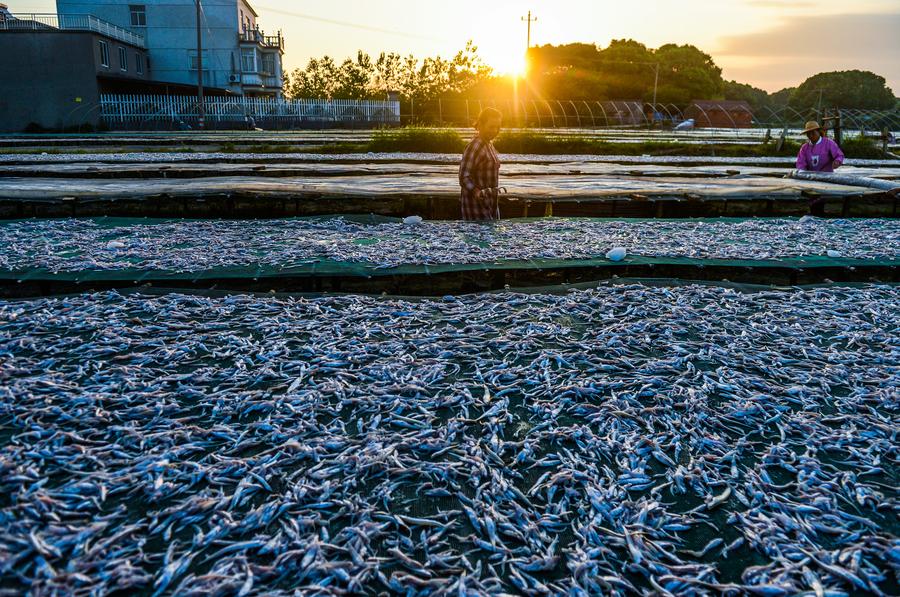 Villagers busy in drying fish in E China