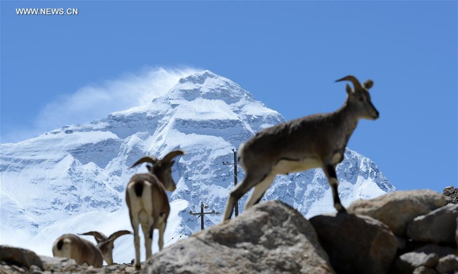 Scenery at the foot of Mount Qomolangma