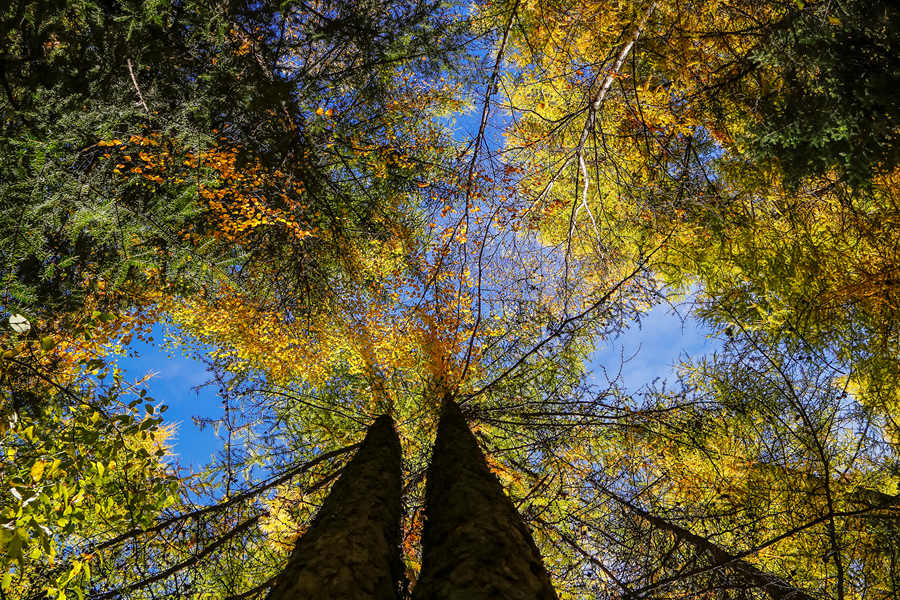 Indulged in the golden color of autumn in Shanxi