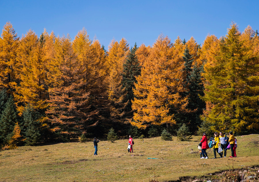 Indulged in the golden color of autumn in Shanxi