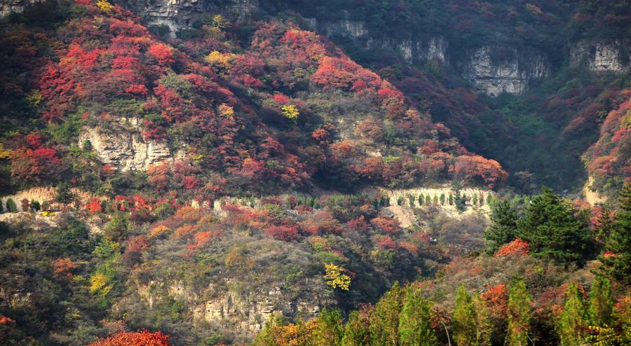 Scenery of red autumn leaves in Shijiazhuang