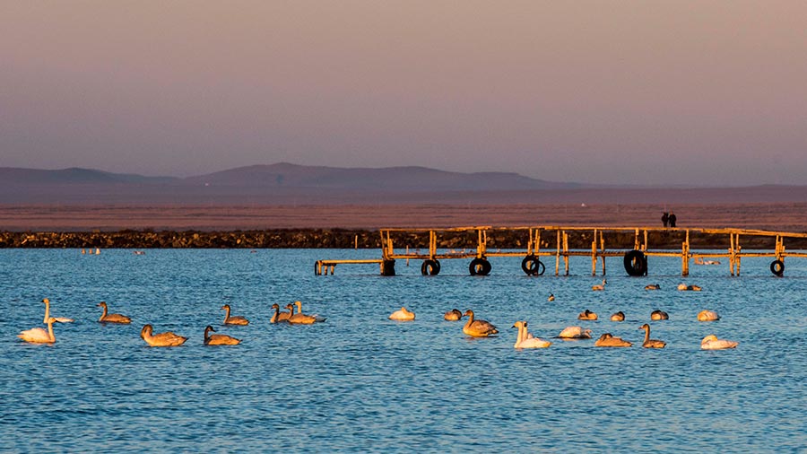 Migratory birds gather at Dalinur Lake