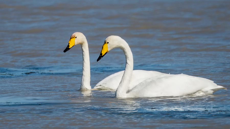 Migratory birds gather at Dalinur Lake