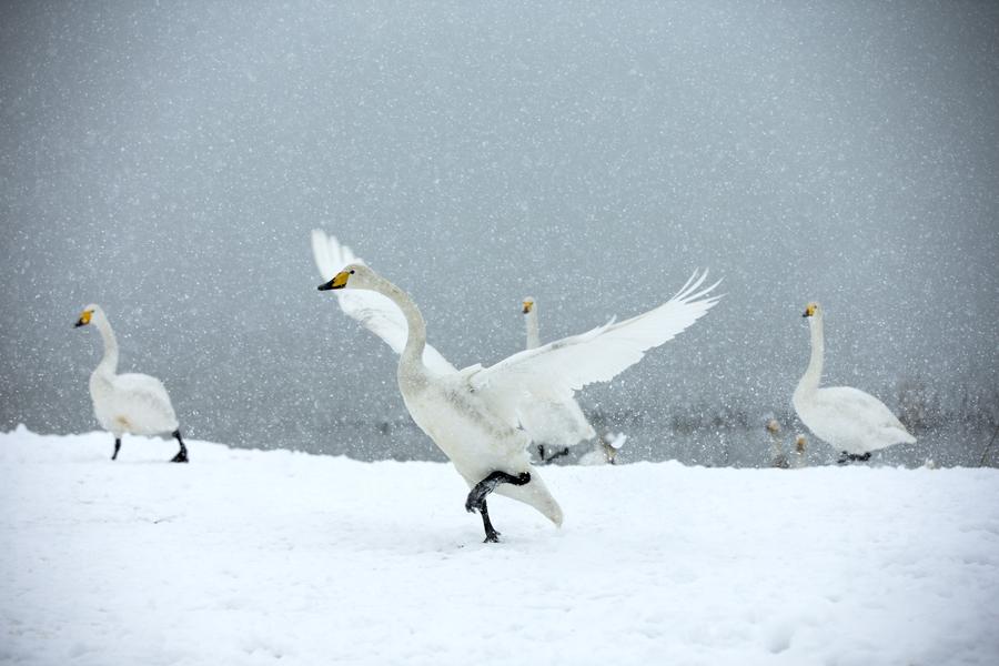 Swans seen at wetland on Yellow River