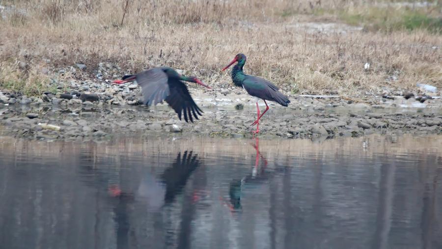 Black storks seen in Shidu scenic area in Beijing