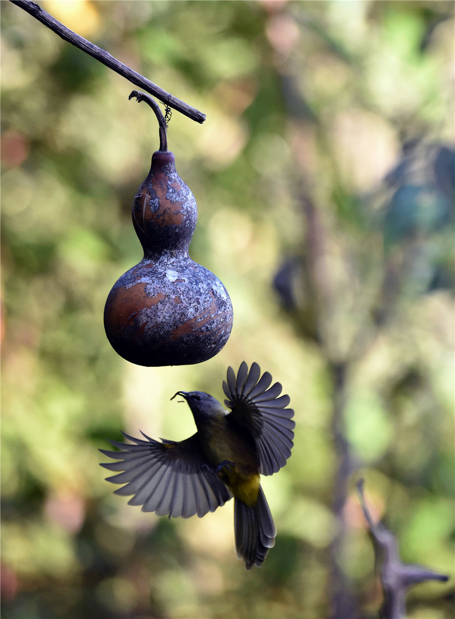 Gaoligong Mountain: Birdwatchers' paradise