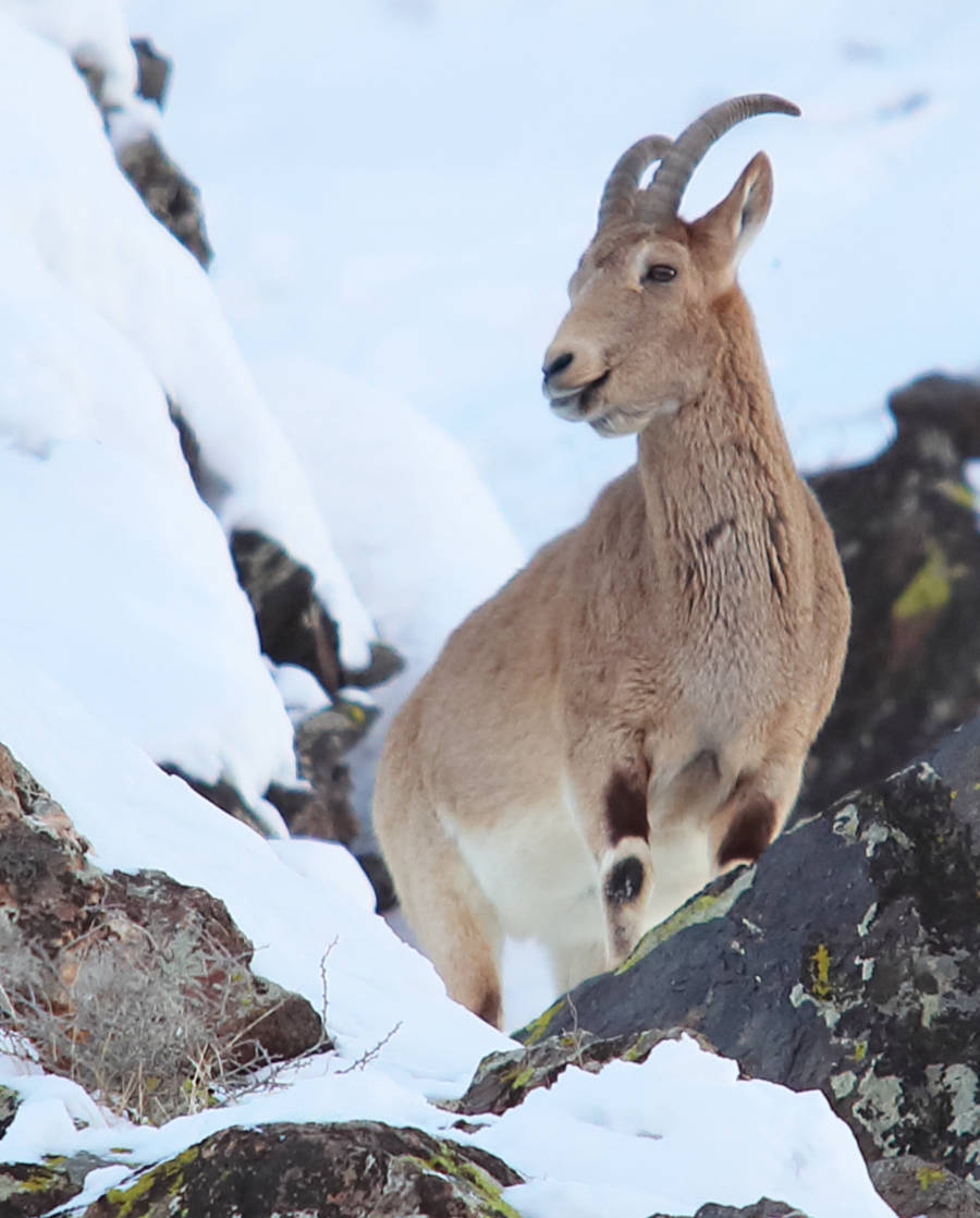 Ibex spotting in China's Xinjiang