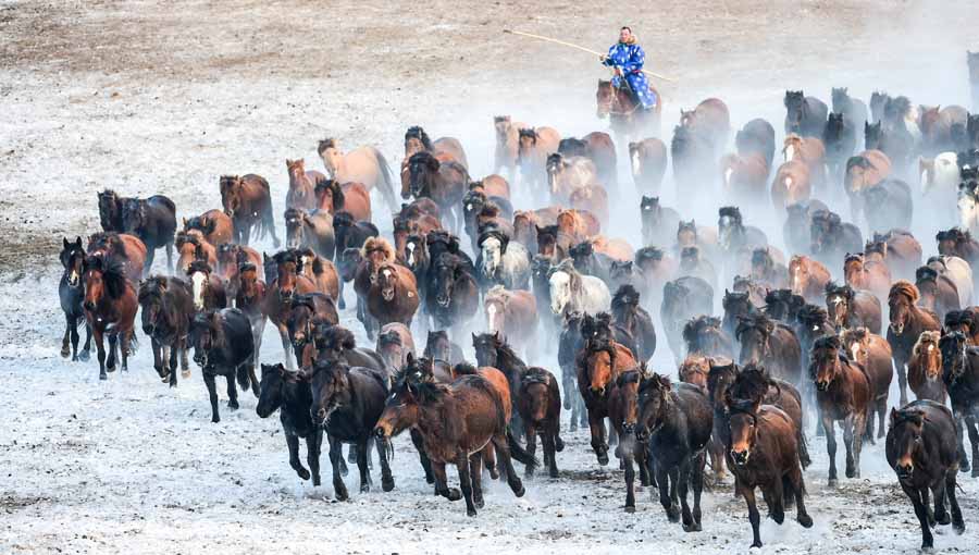 Herdsmen lasso horses in N China's Inner Mongolia