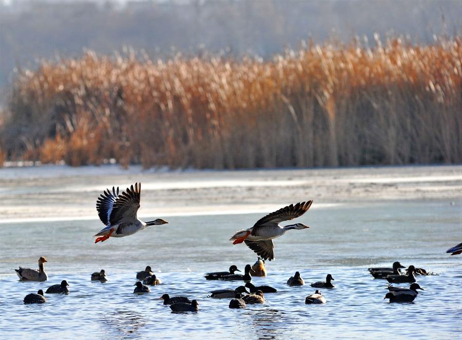 Water birds seen at Lalu wetland in Lhasa