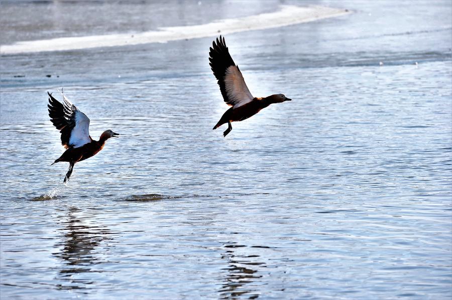 Water birds seen at Lalu wetland in Lhasa