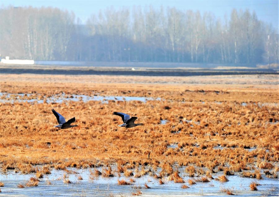 Water birds seen at Lalu wetland in Lhasa