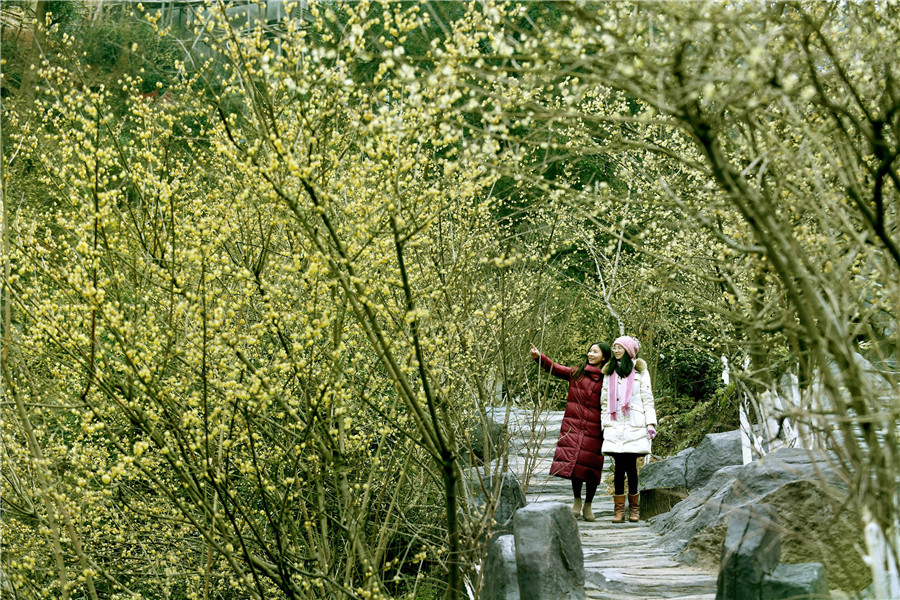 Scenery of wintersweets in full blossom in E China