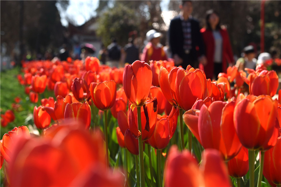 Flowers blossom in Yunnan as spring approaches