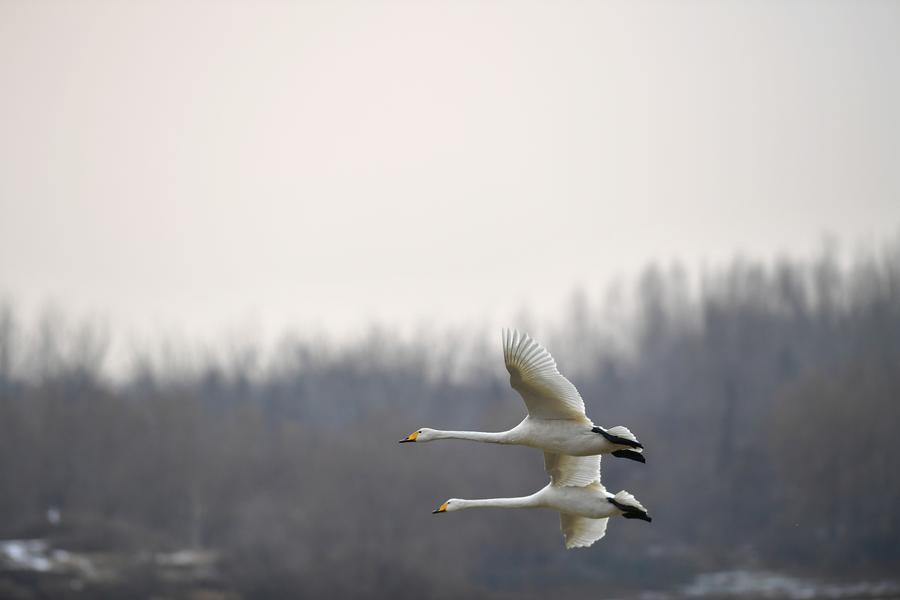 Migratory swans from Siberia seen in Henan