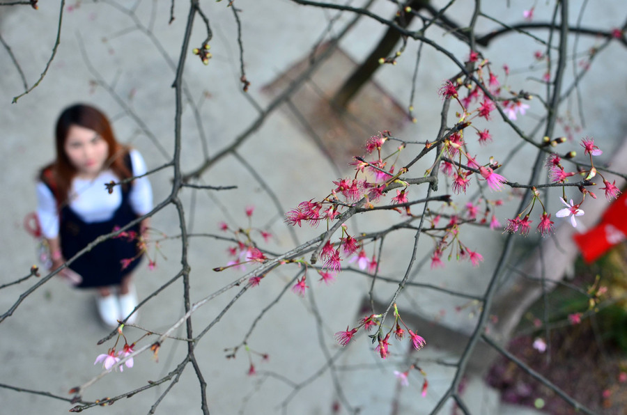 Cherry blossoms attract bees and tourists in Hunan