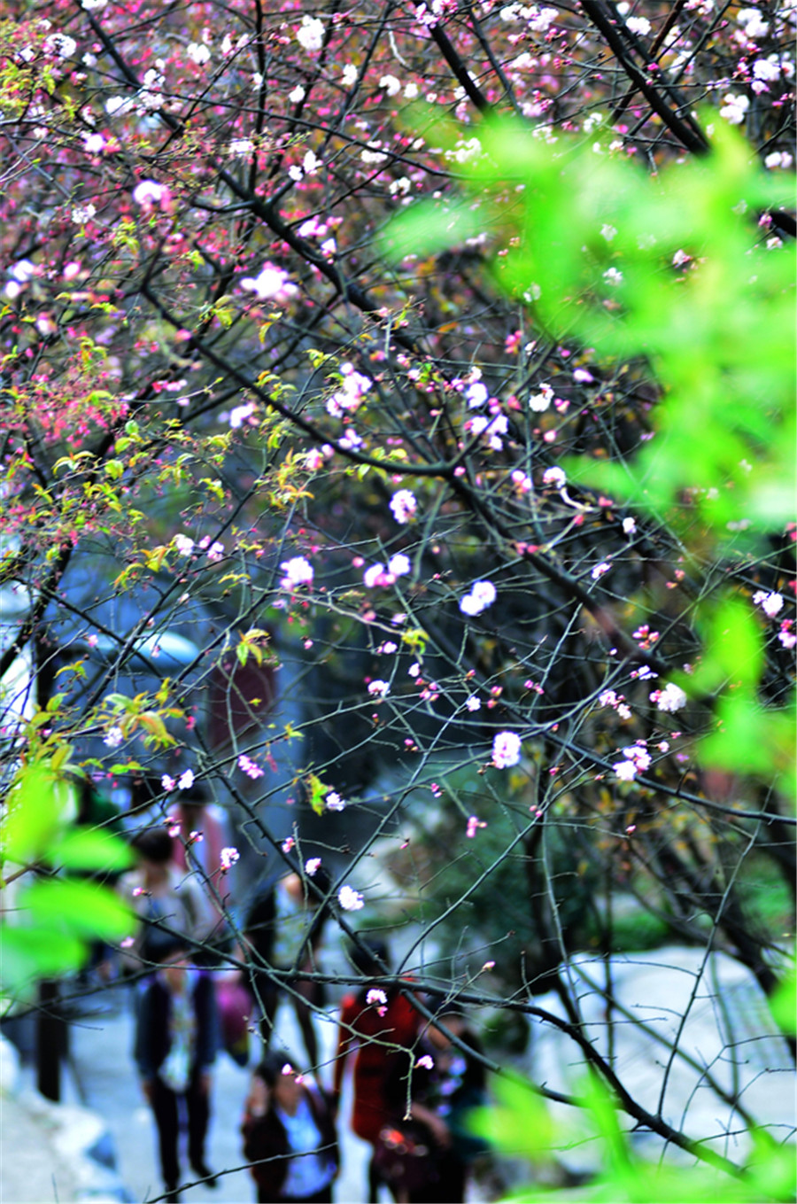 Cherry blossoms attract bees and tourists in Hunan