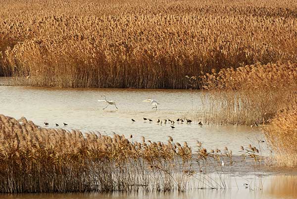 Rare birds return to Chongming Island