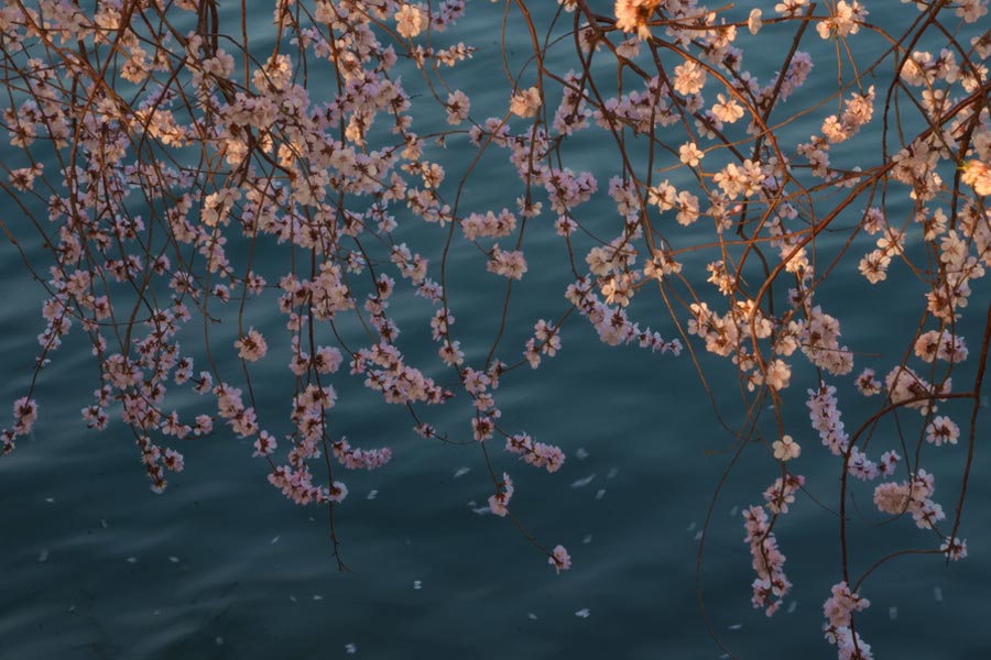 Admiring the spring scenery at the Summer Palace