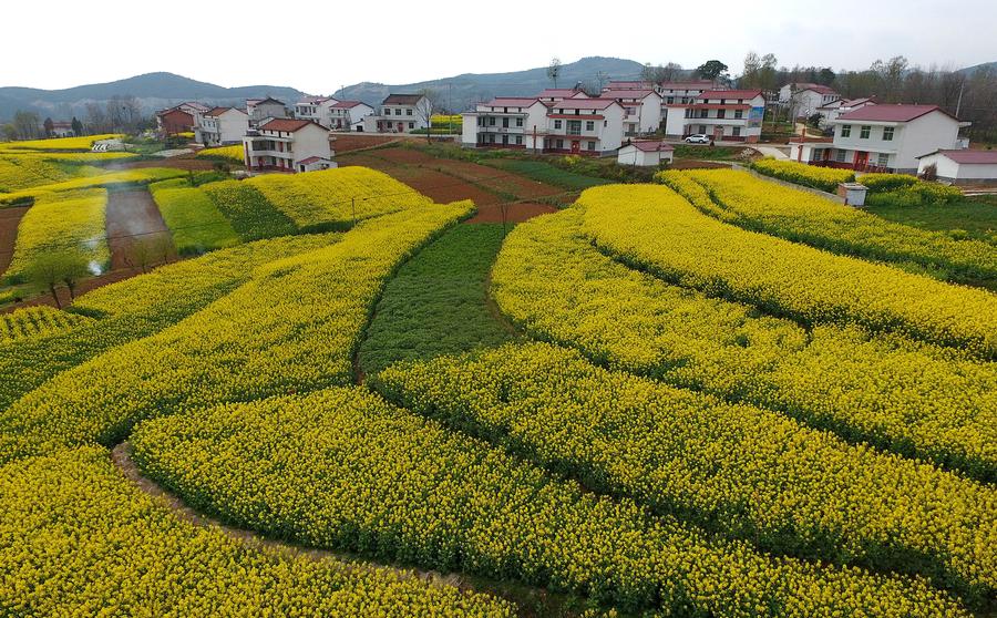 Golden farmland scenes in Hanzhong, Shaanxi province