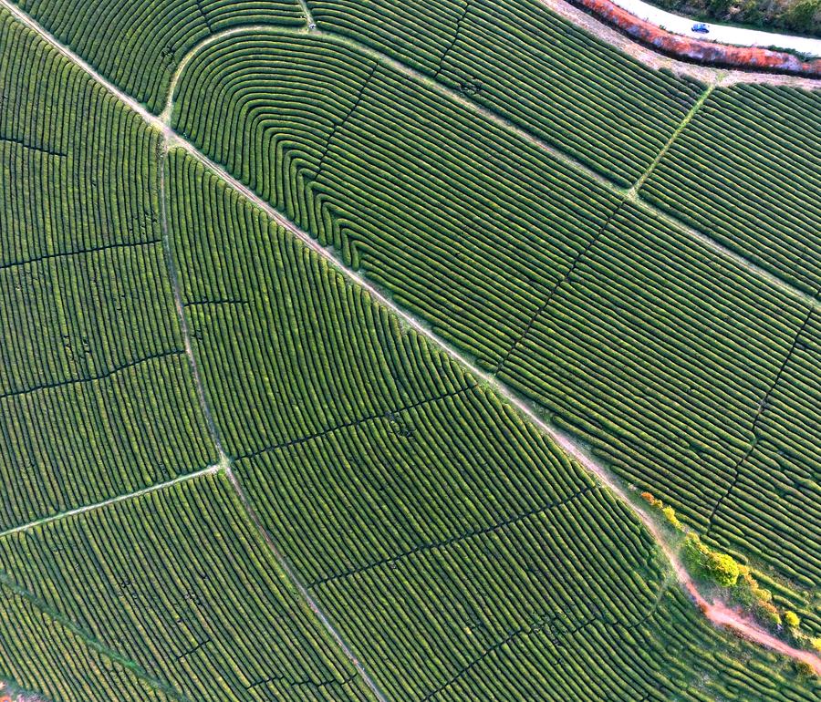 Aerial view of tea garden in Fenghuanggou scenic spot