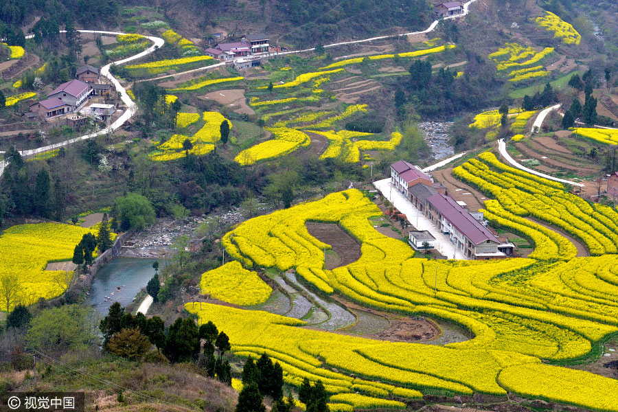 Sea of cole flowers fields bloom in Shaanxi province