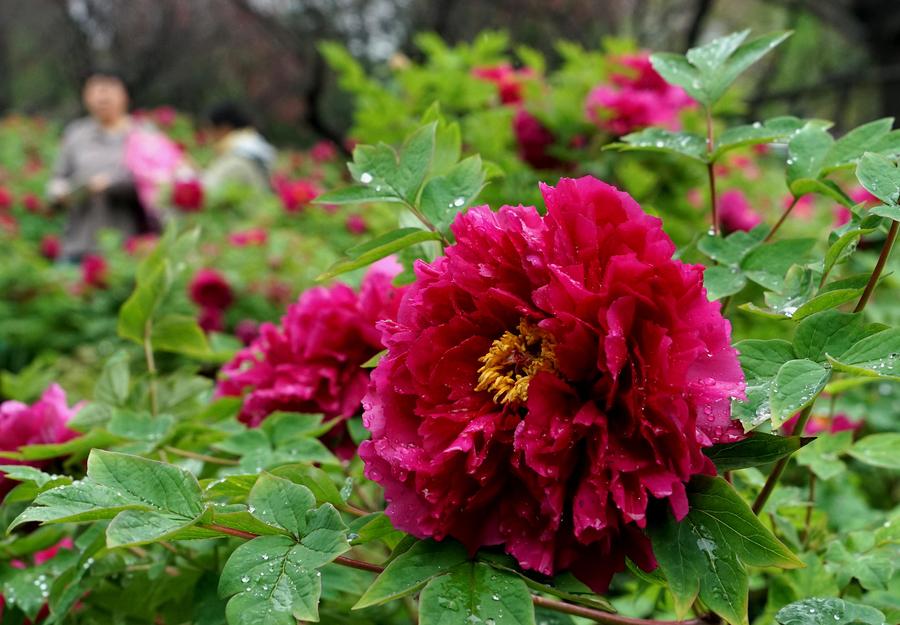 Peonies come into flourishing term in China's Luoyang