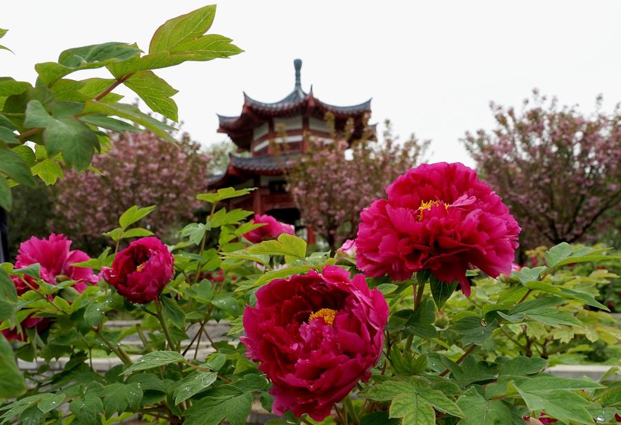 Peonies come into flourishing term in China's Luoyang