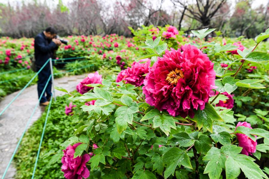 Peonies come into flourishing term in China's Luoyang