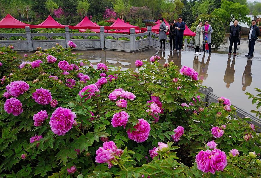 Peonies come into flourishing term in China's Luoyang