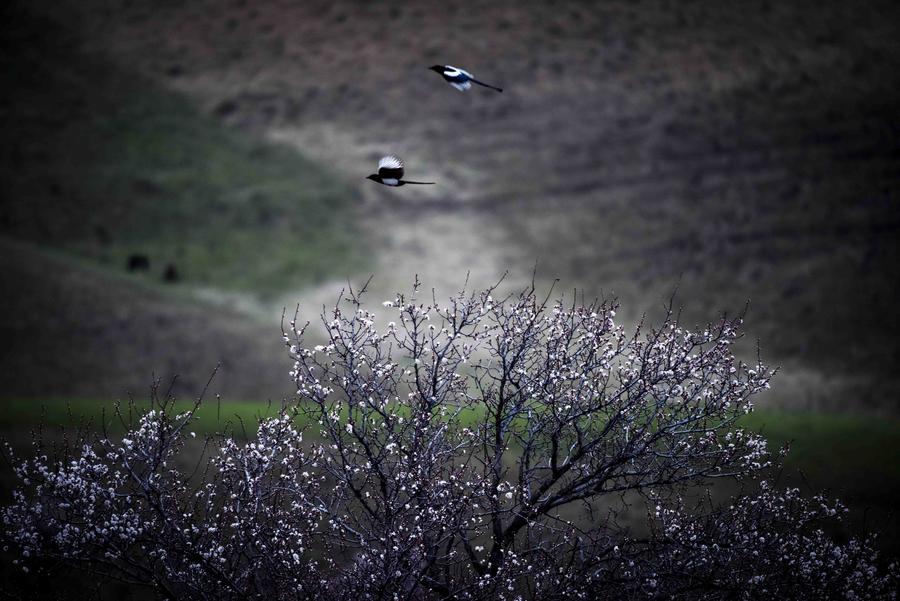 Apricots in full bloom attract tourists to 'Apricot Valley' in Xinjiang