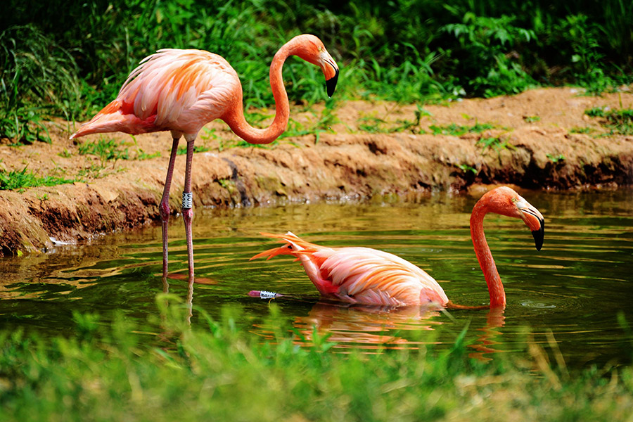 Flamingos enjoy cool summertime in Qingdao