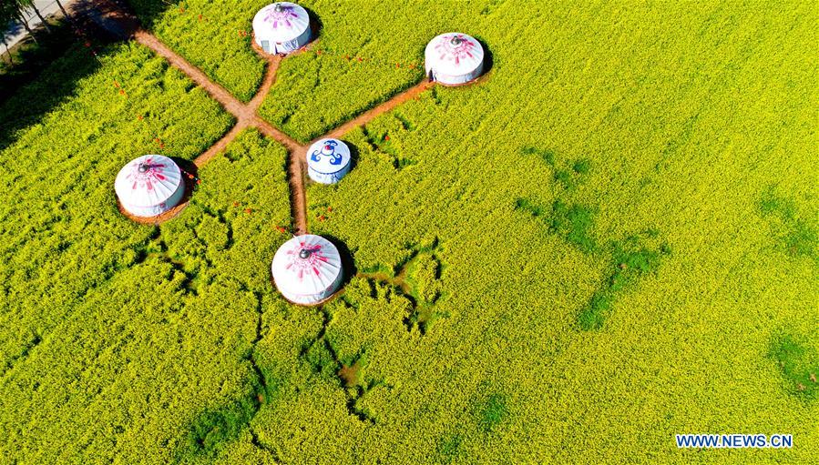 Blooming cole flowers attract tourists in NW China's Gansu