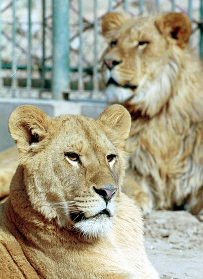 Tourists exposed again in safari park