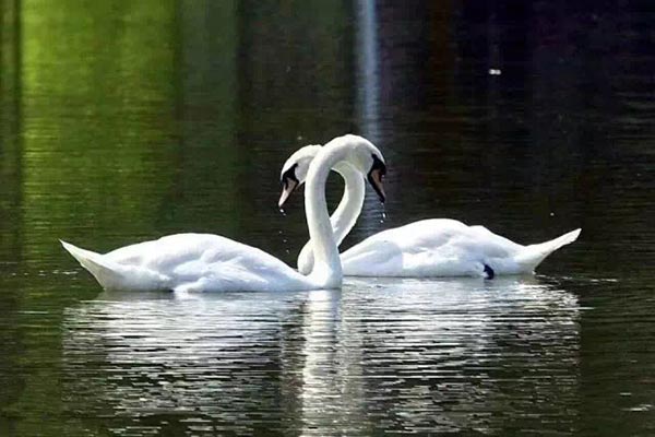 Family of black swans creates waves in Jilin University