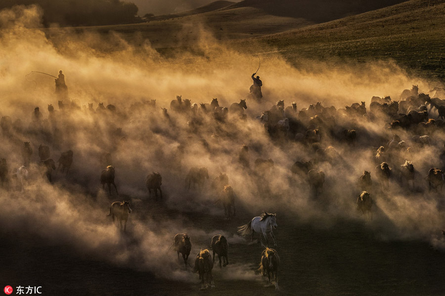 Prancing horses captured in Inner Mongolia