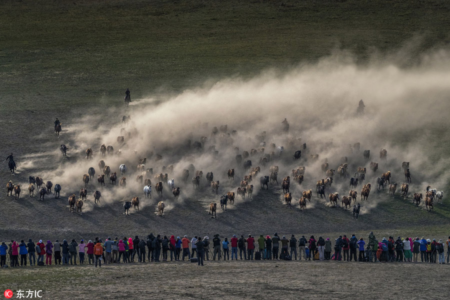 Prancing horses captured in Inner Mongolia