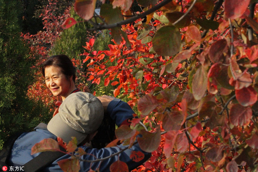 Badaling Great Wall bursting with autumn colors