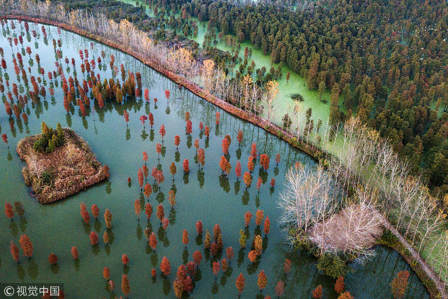 Captured from above: Dawn redwoods in Nanjing