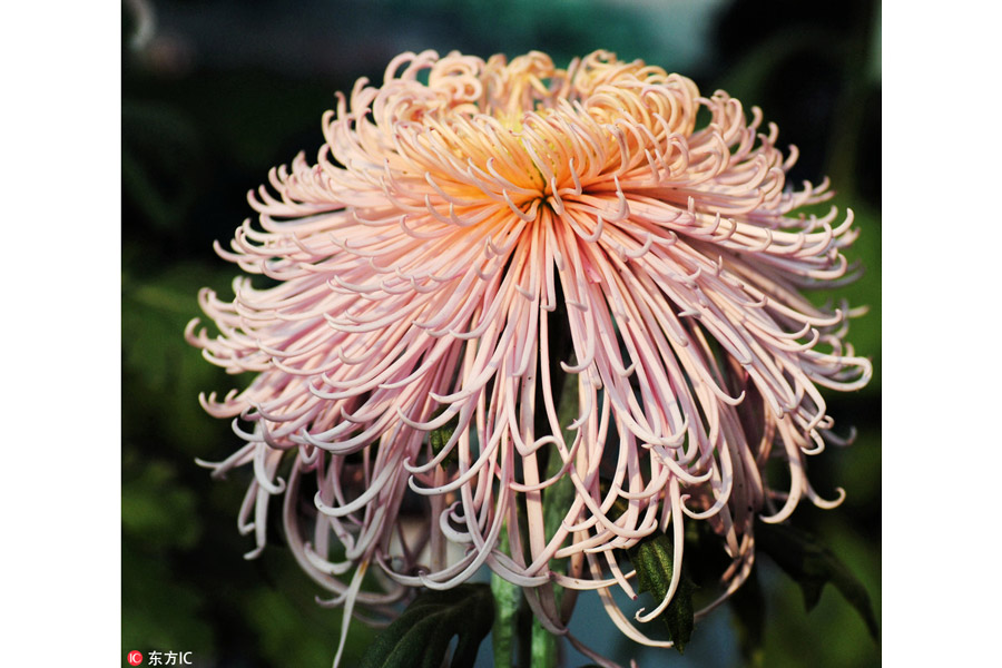 10,000 chrysanthemums blossom in Beijing park