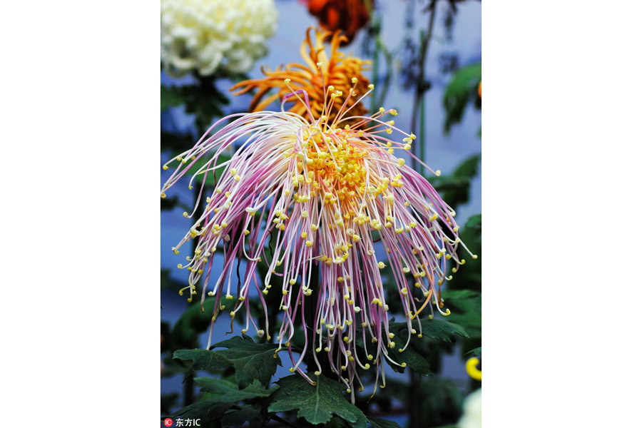 10,000 chrysanthemums blossom in Beijing park