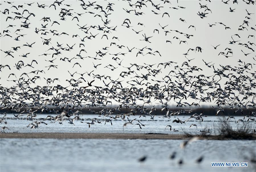 Thousands of migrant birds gather at wetland for rest in Tianjin